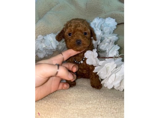 Güzeller güzeli Toy Poodle bebekler 