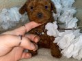 Güzeller güzeli Toy Poodle bebekler 