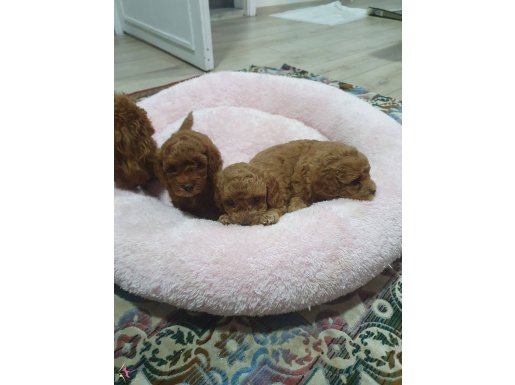 2 aylık toy poodle 