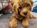 Dişi toy poodle