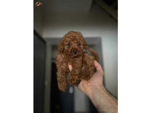 TOY POODLE YAVRULAR YENİ YUVALARINA GİTMEYE HAZIR