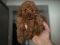 TOY POODLE YAVRULAR YENİ YUVALARINA GİTMEYE HAZIR