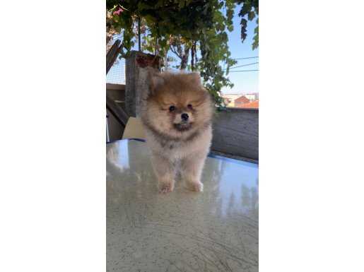 Pomeranian boo mini 