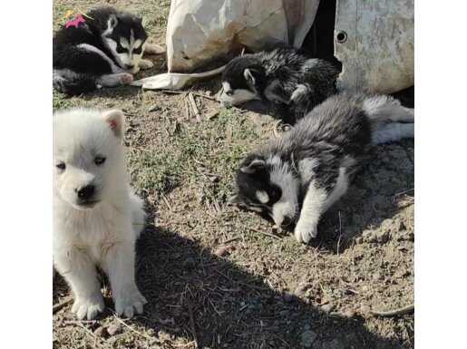 SAF HUSKYLER (SİBİRYA KURDU) ücrette yardımcı olunacaktır