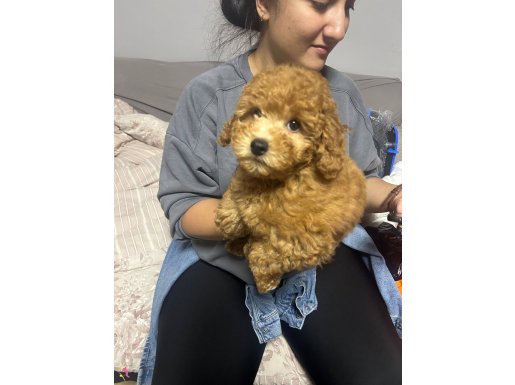 OYUNCU TOY POODLE