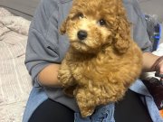 OYUNCU TOY POODLE