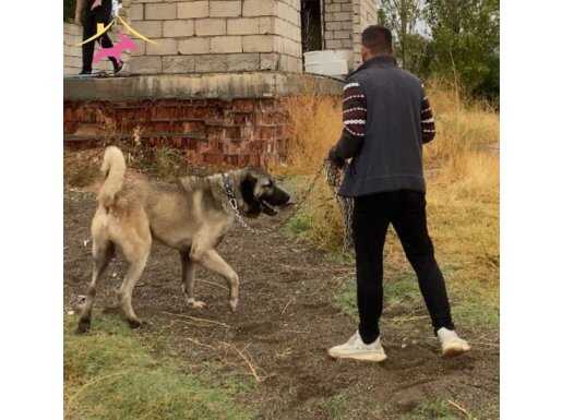 Saf kangal yavruları 