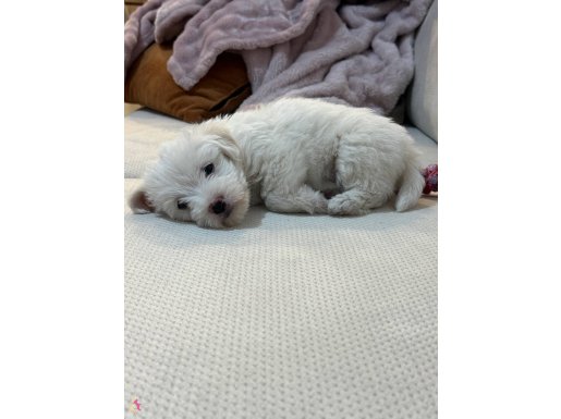 Yavru erkek maltese terrier 2 aylık