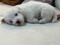 Yavru erkek maltese terrier 2 aylık