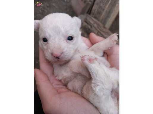 1 aylık dişi yavru terrier kırması 