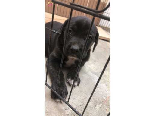 2 aylık Cane Corso yavrusu