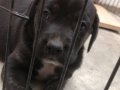 2 aylık Cane Corso yavrusu