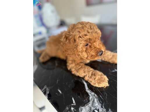 Red brown toy poodle