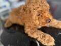 Red brown toy poodle