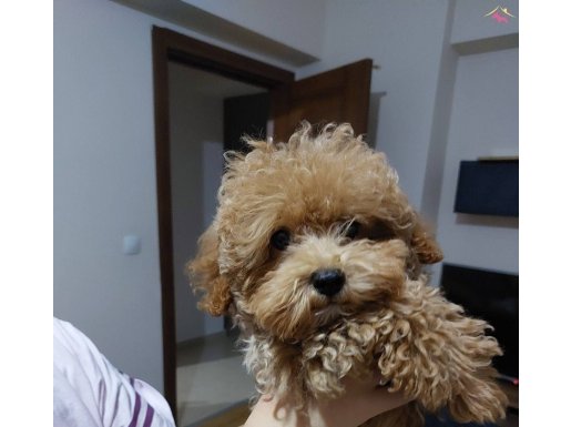 Marco 4.5 aylık toy poodle 