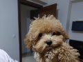 Marco 4.5 aylık toy poodle 