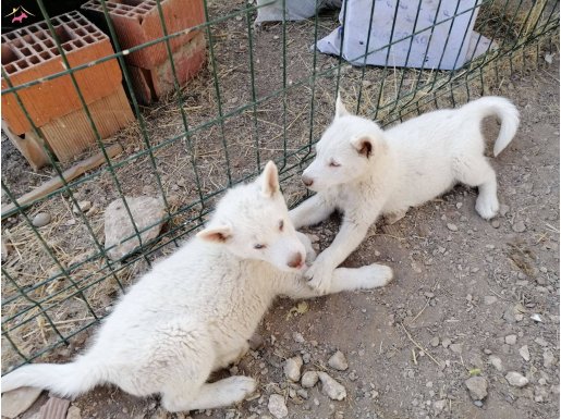 safkan husky yavruları