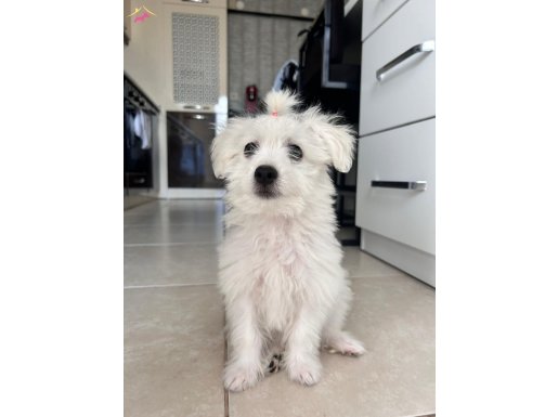 4,5 Aylık Aşılı Dişi Maltipoo