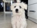 4,5 Aylık Aşılı Dişi Maltipoo