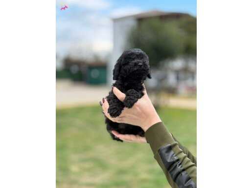 Full Black Toy Poodle Premium Class