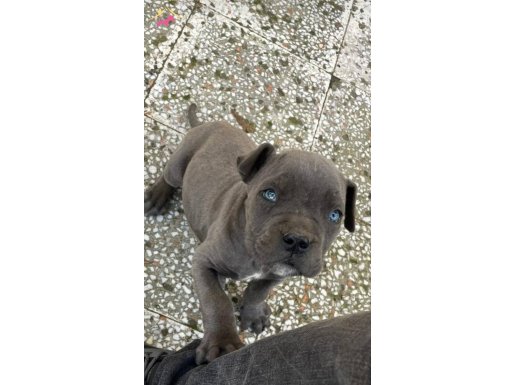 ANNE BABA SECERELİ CANE CORSO 