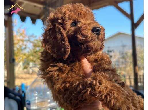 Toy Poodle 2.5 Aylık Erkek