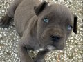 ANNE BABA SECERELİ CANE CORSO 