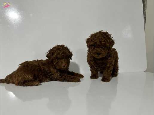 toy poodle dark red ve red brown yavrularımız 