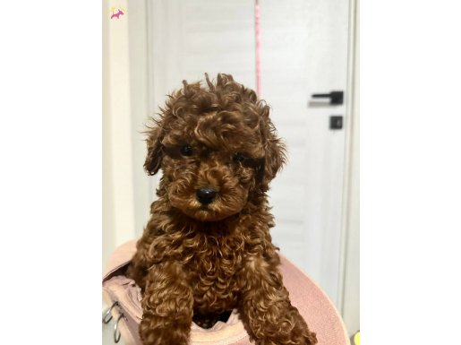 Toy poodle dark ve red brown yavrularımız 