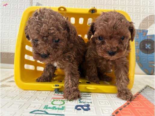 Mini boyutta kalacak dişi ve erkek Toy poodle bebeklerımız 