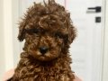 Toy poodle dark ve red brown yavrularımız 