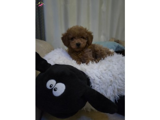 Toy Poodle 4 Aylık Dişi