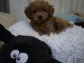 Toy Poodle 4 Aylık Dişi