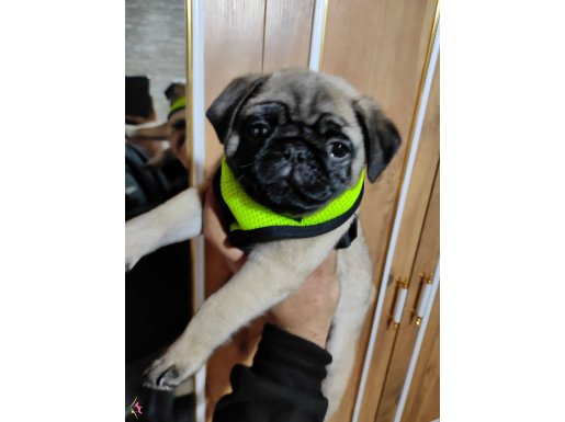 Pug mops 60 günlük erkek oyun canlısı 