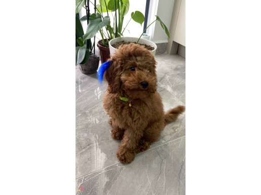 Redbrown toypoodle