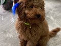 Redbrown toypoodle