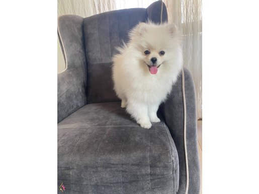 Pomeranian 