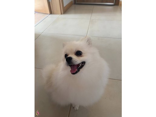 Pomeranian aşıları hepsi tamam tuvalet eğitimi var 