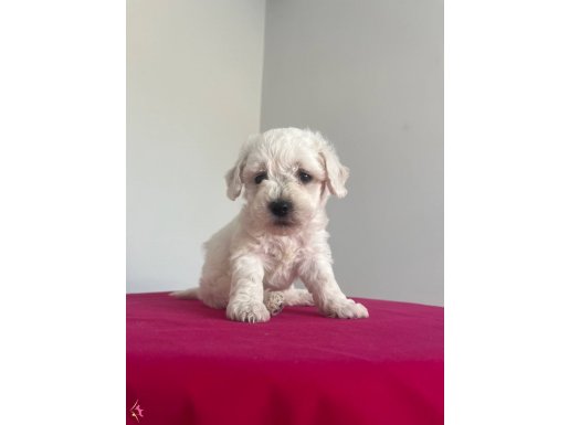 Maltese terrier 0 numara yavrularımız 