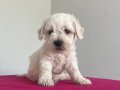 Maltese terrier 0 numara yavrularımız 