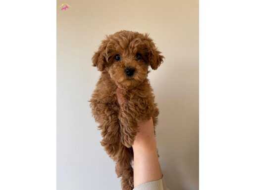 Red toy poodle yavrumuz 