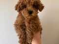 Red toy poodle yavrumuz 