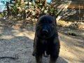 Malinois köpeklerimiz vardır.