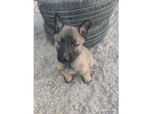 Seçereli Belçika malinois yavrular 