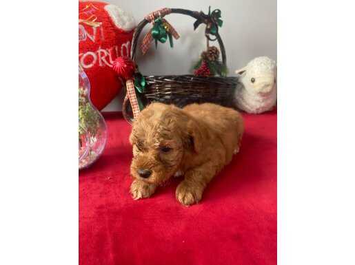 Dişi Toy Poodle Şirine Yavrumuz