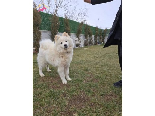 SAFKAN SAMOYED 