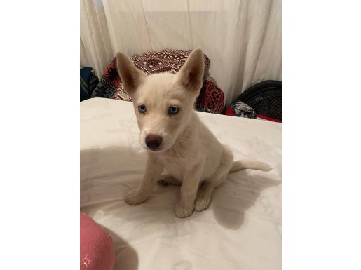 2 aylık mavi gözlü beyaz husky