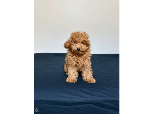 3 Aylık Toy Poodle