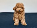 3 Aylık Toy Poodle