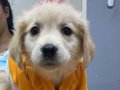 2 aylık yavru golden retriver